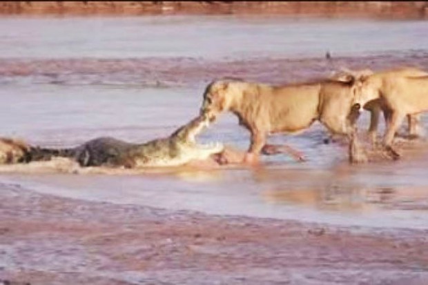 Batalla de leonas y cocodrilo por comer a un elefante muerto - 24CON