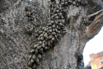 Preocupación por una plaga de insectos que seca árboles - 24CON